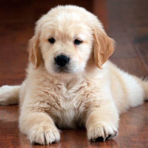 puppy schedule  easy tips   happy  healthy dog spark paws