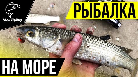 Ловля ПЕЛЕНГАСА с берега на НЕРЕИСА! Рыбалка на Азовском море! - YouTube