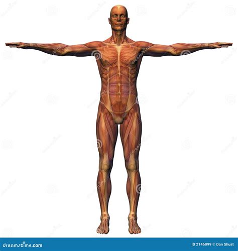 Male Anatomy - Musculature stock illustration. Illustration of medicine ...