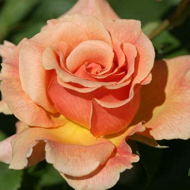 Heirloom Roses - Purple Beauty Hybrid Tea Rose Bush - Fragrant Roses ...