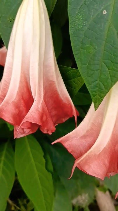 datura thornapple moonflower sacred daturapendulant flowers youtube