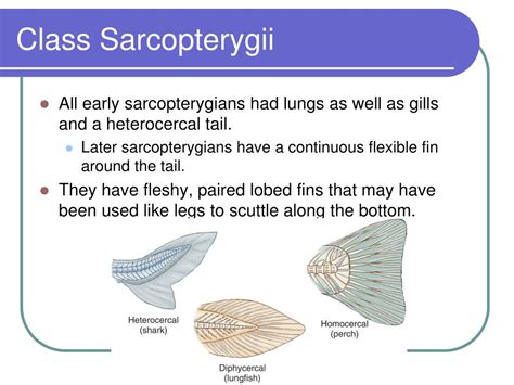 PPT - Fishes PowerPoint Presentation, free download - ID:332493
