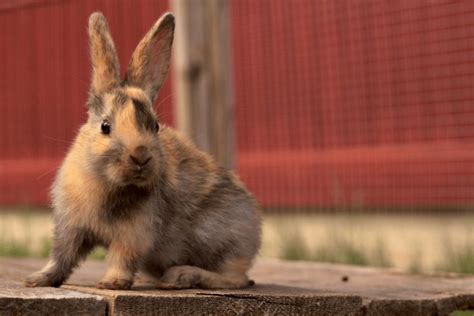 73 Baby Harlequin Rabbits Royalty-Free Images, Stock Photos & Pictures ...