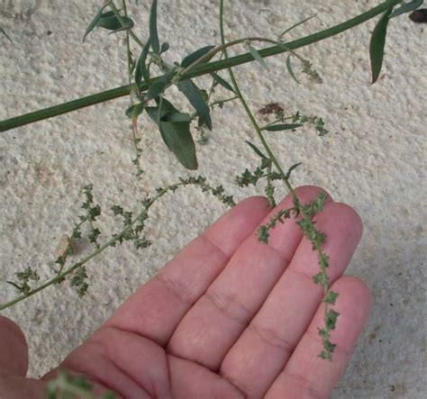 Atriplex patula - loboda salbatica