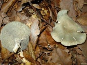 Зелени миризливки (Clitocybe odora).