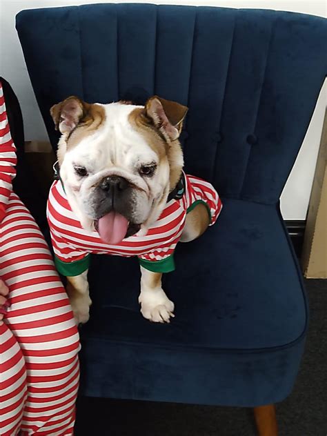 Binky - Now Adopted! - Geordie Bullies Springboard