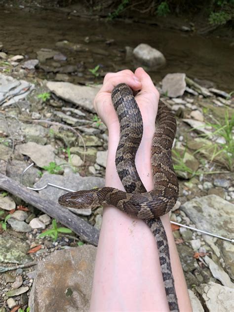 A nice common water snake (Nerodia sipedon) found behind my house