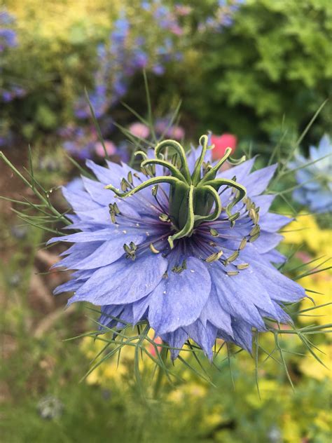 Nigella Sativa