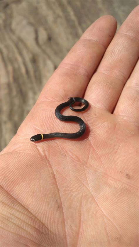 135 best Ringneck images on Pholder | Herpetology, Pics and Aww