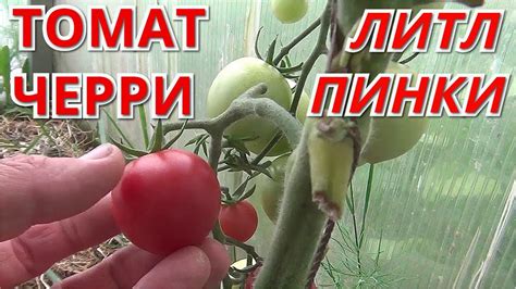 Томат ЧЕРРИ ЛИТЛ ПИНКИ. Много плодов и хороший вкус. Обзор гибрида в ...