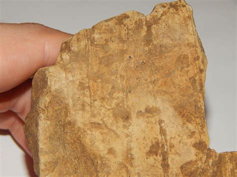 Fossil Bone? - Fossil ID - The Fossil Forum