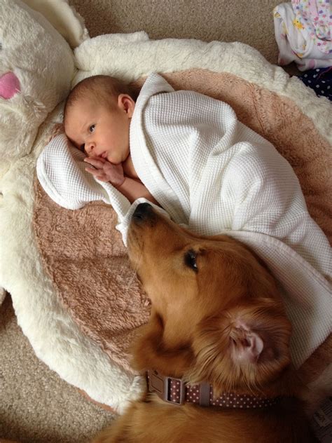 Molli, our golden retriever, was loving on our newborn baby girl. Too sweet! Lucky to have a dog