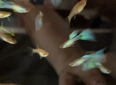 Buy Guppies Blue Guppy Pair for Sale | LRB Aquatics