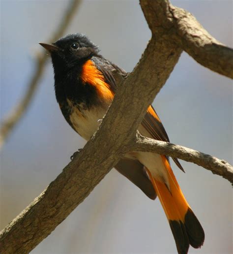 The maritime forests of Cape... - Cape May Bird Observatory