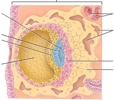 days  fertilization diagram quizlet