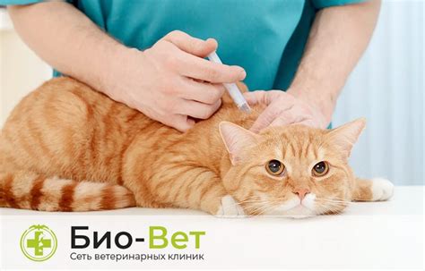 Пневмония у кошек - симптомы и лечение / БИО-ВЕТ