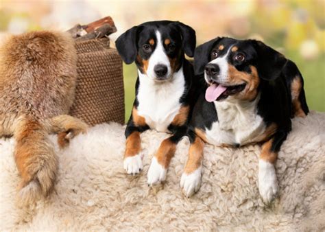 types  dog temperaments top dog tips