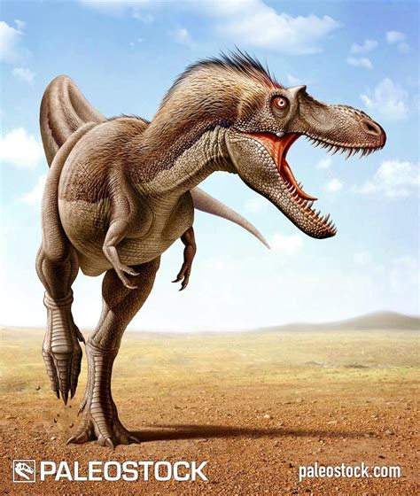 Gorgosaurus stock image – Studio 252MYA