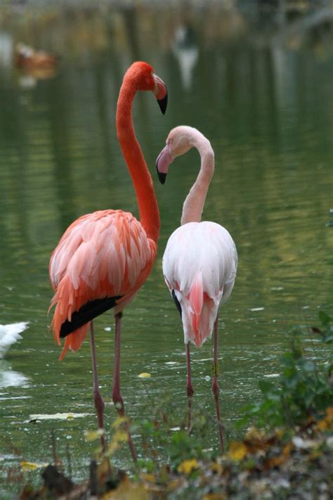 Фламі́нго роже́вий Phoenicopterus roseus