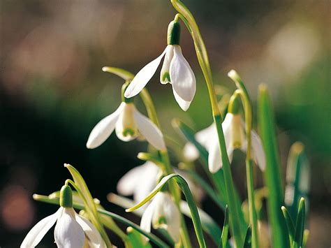 Bucaneve - Galanthus nivalis - Giardinaggio.mobi
