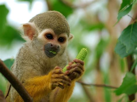 squirrel monkey  focus stunning bokeh hd wildlife wallpaper