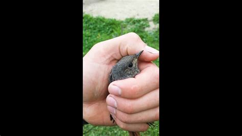 Улетай 🐥 - YouTube