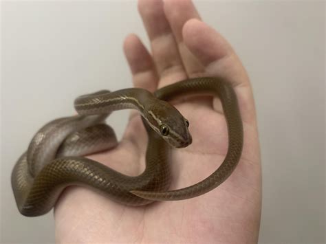 African House Snake Wrinkly Skin - Cause for Concern? : r/snakes
