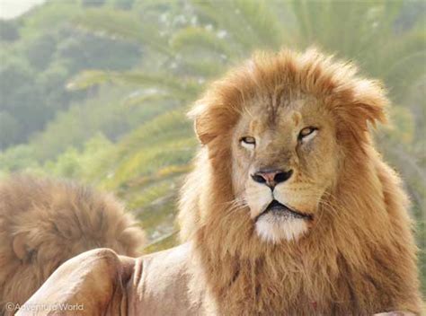 Top 107 + Carnivorous animals photos - Inoticia.net