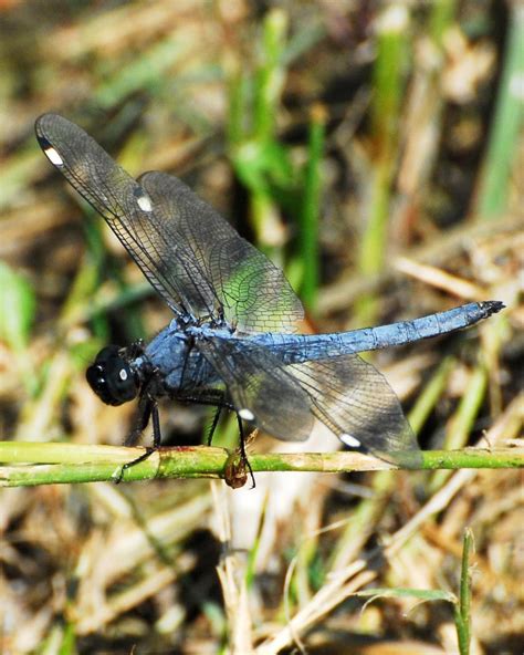 BirdsEye Photography: Review Photos