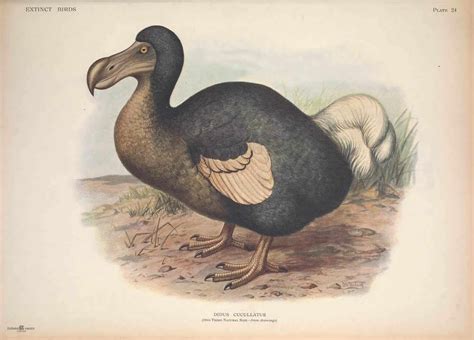 Why The Dodo Went Extinct