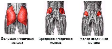 Как накачать ягодицы: 5 правил тренировки упругих ягодиц