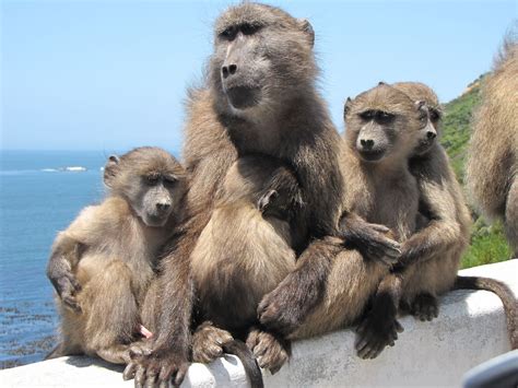 How Cape Town Is Learning To Live With Baboons