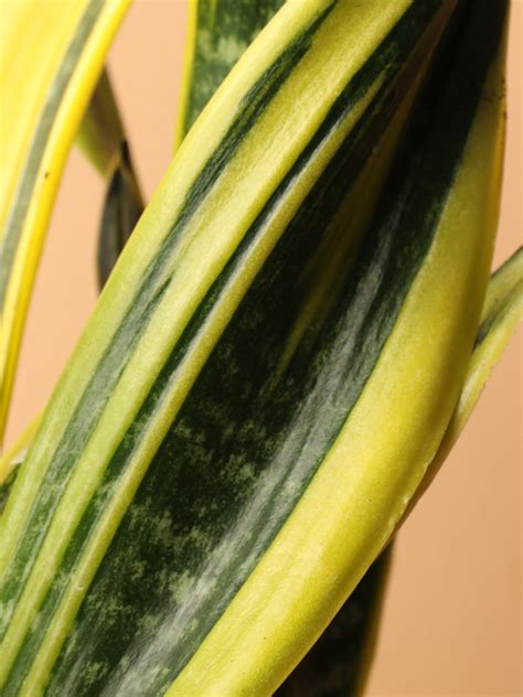 Medium Snake Plants Rubia – Dahing Plants