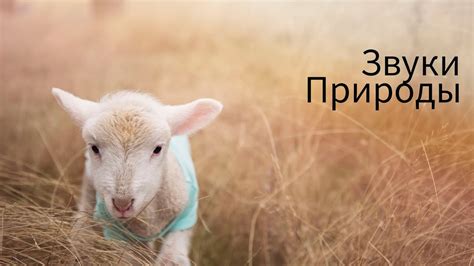 Звуки милого ягненка!🐑 - YouTube