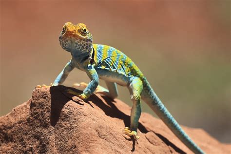 Collared Lizard | MowryJournal.com