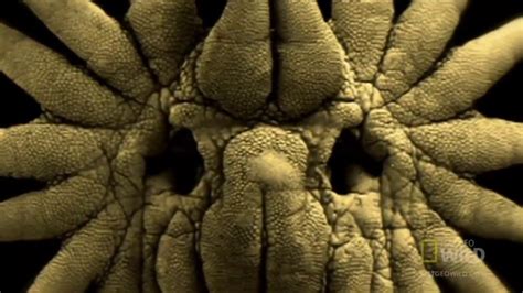 Крот звездонос или звездорыл (National Geographic) - YouTube
