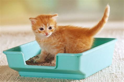 Как приучить котёнка к лотку: несколько советов