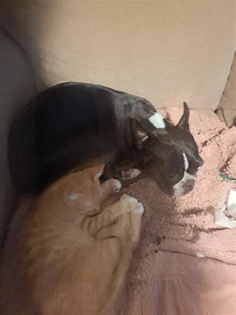 Who said dogs and cats don't get along? : r/Eyebleach