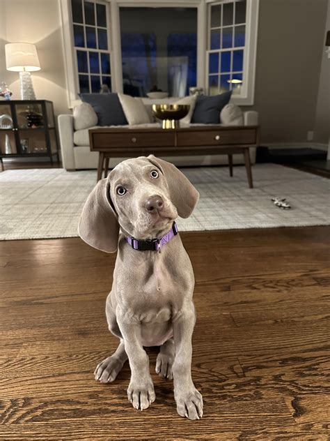 Thanks for helping me name Birdie! : r/weimaraner