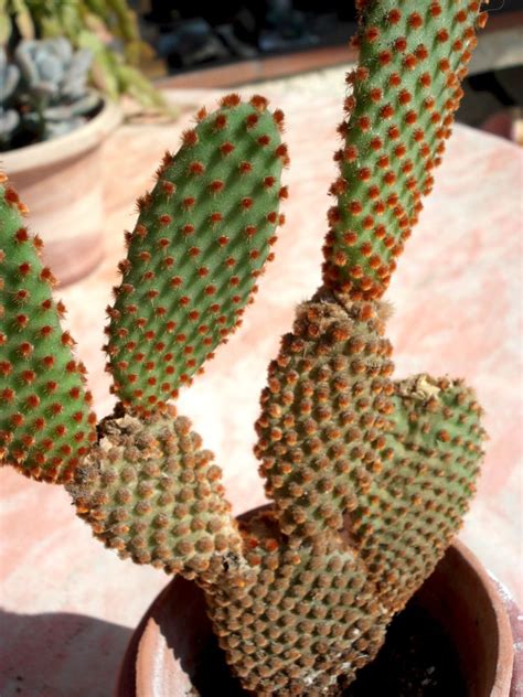 Opuntia microdasys – Artofit