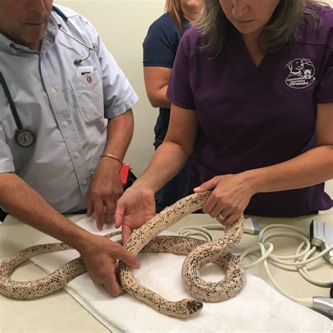 best snake sick without vet 3