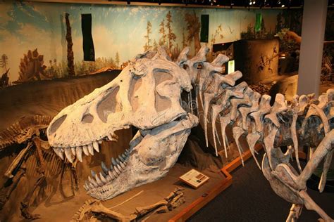 albertosaurus skeleton shown  running editorial photography image