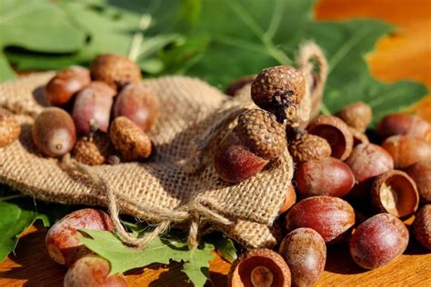 how to cook with acorns