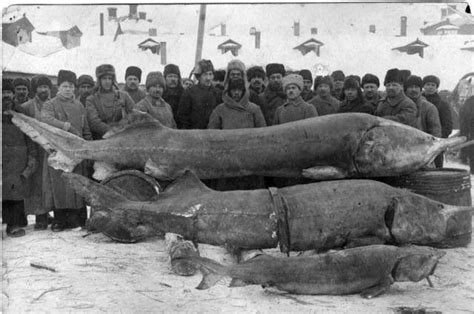 Белуга - Beluga | Старые фотографии, Исторические фотографии, Старые фото