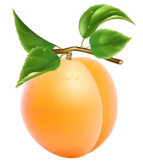 абрикосы PNG