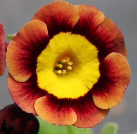 Edelweiss Perennials. Primula auricula 'Sumo'