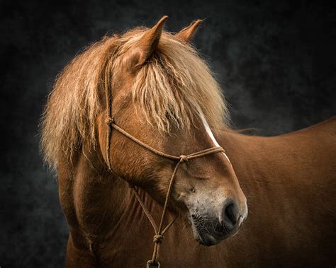 Equine Studio Photography Horse Portraits, Enjoy the photos, feel free ...