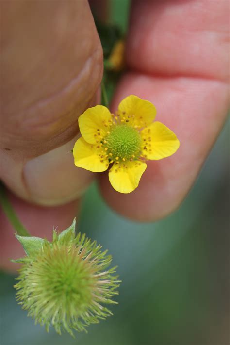 Rare Plants of NC - Geum