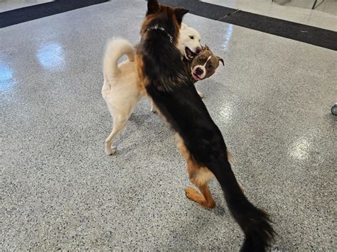 Paws & Beyond LLC | Paw Partner