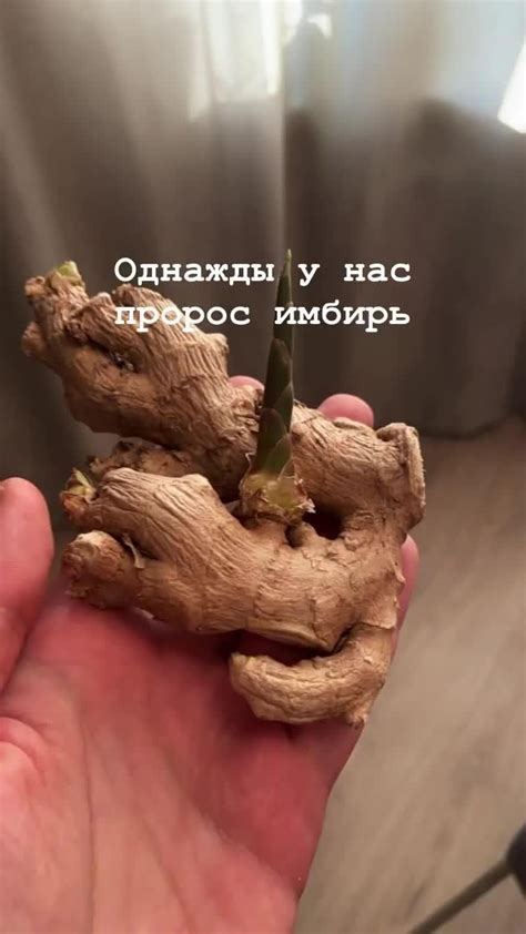 [Видео] «Микрозелень» в 2024 г | Растения, Комнатные растения для ...